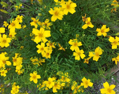 citrontagetes