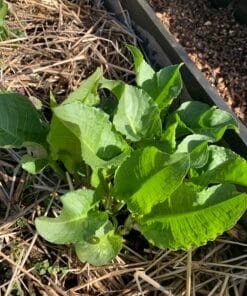 Alternative view of Engelsk spinat- Patientkål