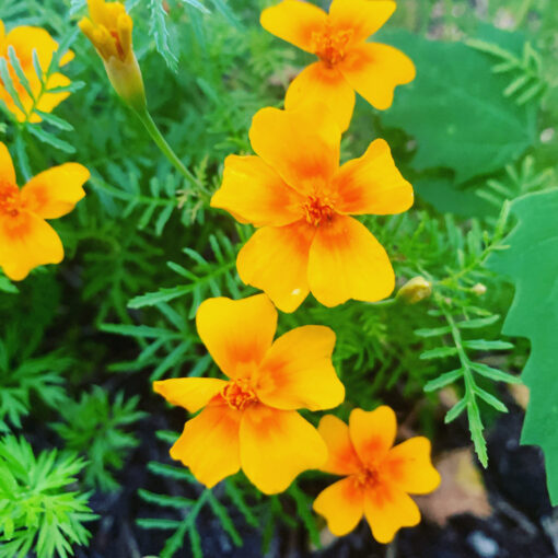 appelsintagetes