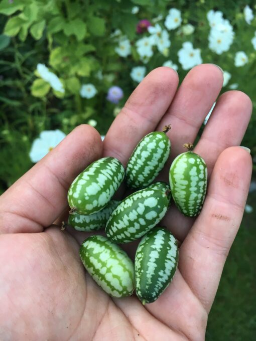 cucamelon