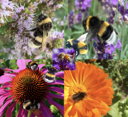 bi venlige blomster frø