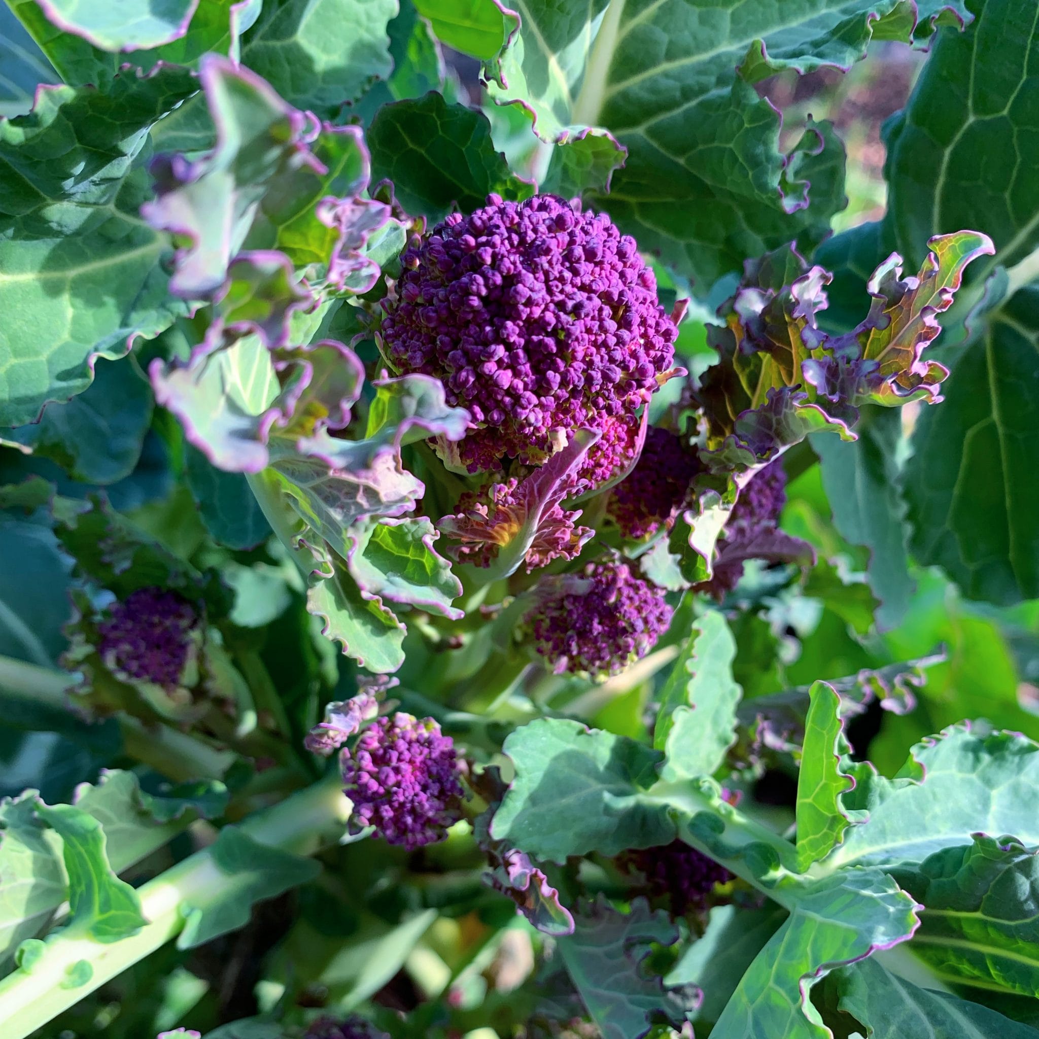 Broccoli Early Purple (Sprouting) Frøspiren ApS