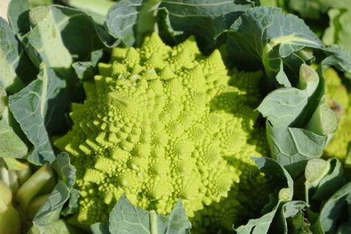 romanesco frø