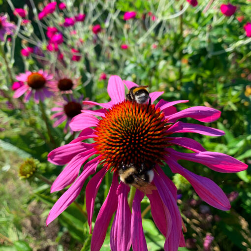 Echinacea frø