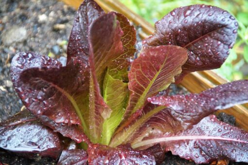 rød romaine salat frø