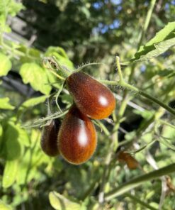 indigo pear drop cherrytomat frø