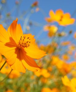 cosmos orange gul frø