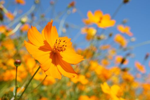 cosmos orange gul frø