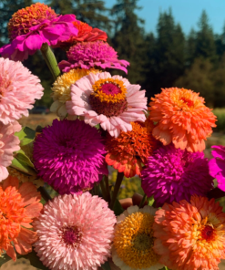 Zinnia scabious mix frø