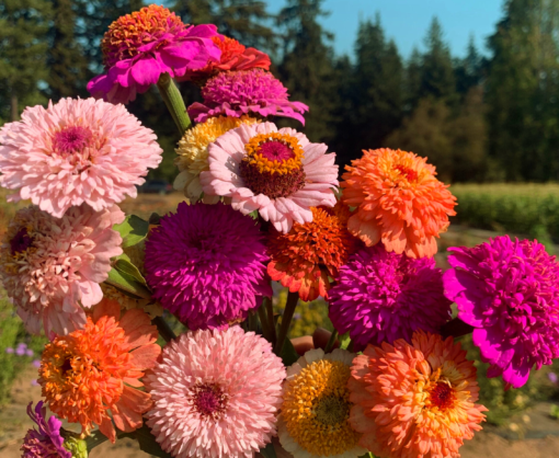 Zinnia scabious mix frø