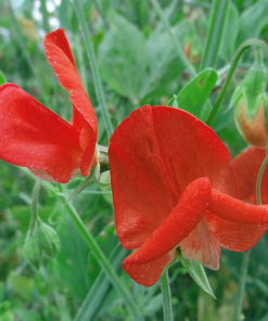 rød ærteblomst