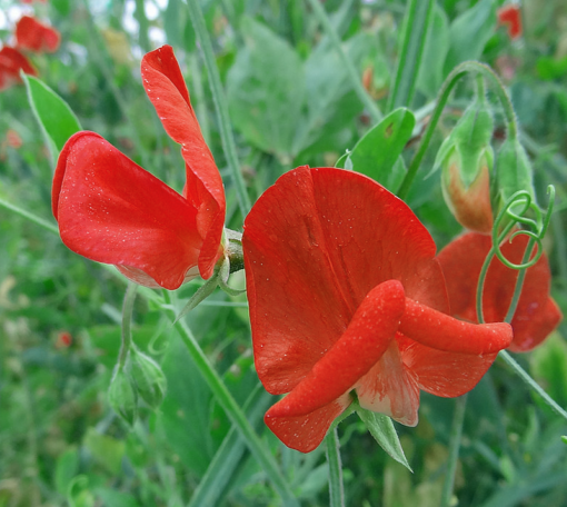 rød ærteblomst