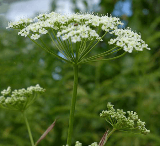 Alm. pimpinelle