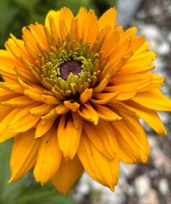 rudbeckia guld