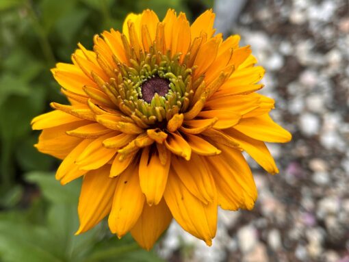 rudbeckia guld