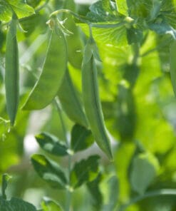 Sukkerært - Sweet Horizon