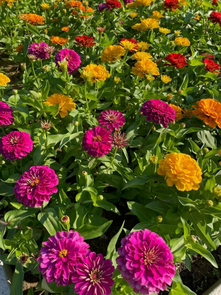 Zinnia - Mix