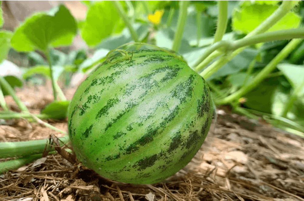 Melon agurk - Carosello tondo di Manduria