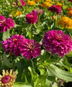 Alternative view of Zinnia - Mix