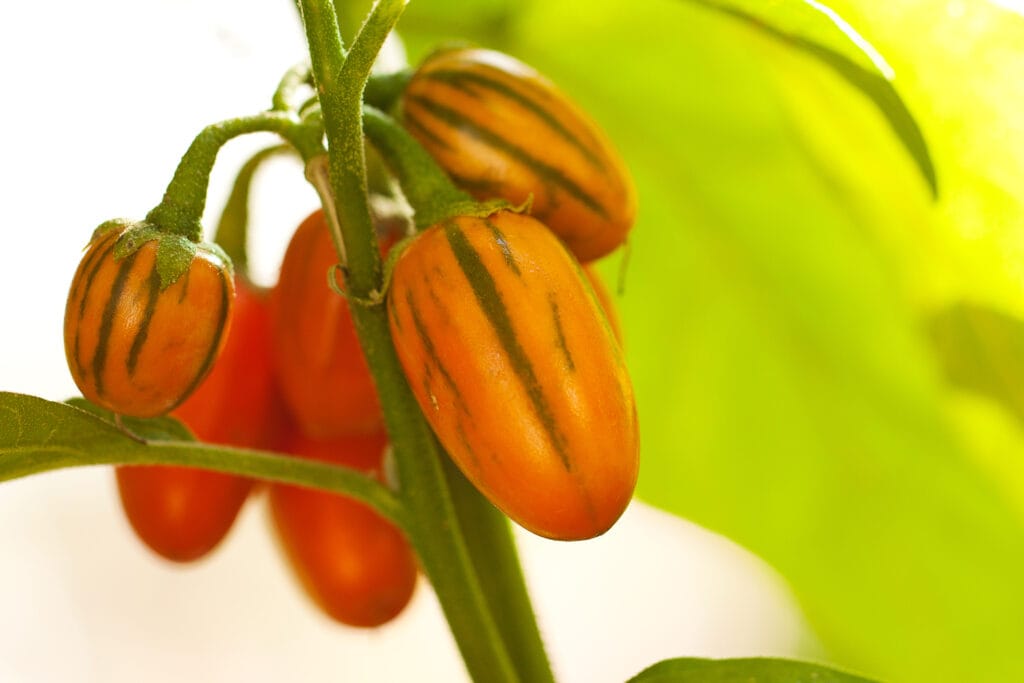 Aubergine - Striped Toga