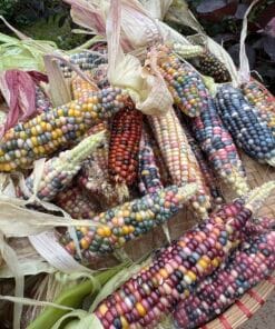 Indianermajs - Glass Gem