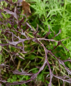 Orientalsk sennepssalat - Moutarde rouge metis